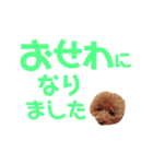 トイプーmintoのスタンプ3❤️（個別スタンプ：23）