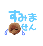 トイプーmintoのスタンプ3❤️（個別スタンプ：37）