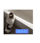副社長猫ハート（個別スタンプ：2）