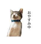 副社長猫ハート（個別スタンプ：3）