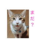 副社長猫ハート（個別スタンプ：8）