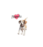 おいぬさまたち 2018（個別スタンプ：10）