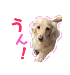 ダックスタンプ。（個別スタンプ：1）