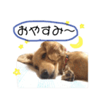 ダックスタンプ。（個別スタンプ：6）