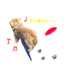 ダックスタンプ。（個別スタンプ：20）