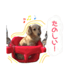 ダックスタンプ。（個別スタンプ：30）