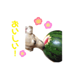 ダックスタンプ。（個別スタンプ：31）