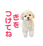 ラフのひとこと（個別スタンプ：6）