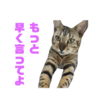 お家の可愛い猫達ver1.5（個別スタンプ：2）