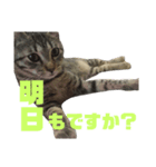 お家の可愛い猫達ver1.5（個別スタンプ：3）