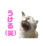 お家の可愛い猫達ver1.5（個別スタンプ：4）