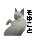 お家の可愛い猫達ver1.5（個別スタンプ：5）