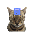 お家の可愛い猫達ver1.5（個別スタンプ：7）