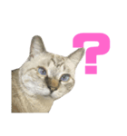 お家の可愛い猫達ver1.5（個別スタンプ：8）