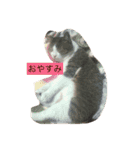 12 Colors Chip（個別スタンプ：5）