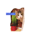 12 Colors Chip（個別スタンプ：7）