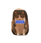 12 Colors Chip（個別スタンプ：8）