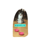 12 Colors Chip（個別スタンプ：11）