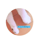 12 Colors Chip（個別スタンプ：14）