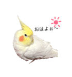 オカメインコチロルのスタンプ（個別スタンプ：1）