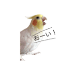 オカメインコチロルのスタンプ（個別スタンプ：2）