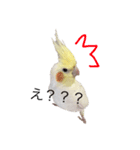 オカメインコチロルのスタンプ（個別スタンプ：4）