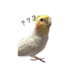 オカメインコチロルのスタンプ（個別スタンプ：5）