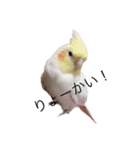 オカメインコチロルのスタンプ（個別スタンプ：6）
