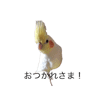 オカメインコチロルのスタンプ（個別スタンプ：7）