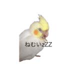 オカメインコチロルのスタンプ（個別スタンプ：8）