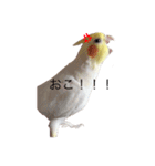 オカメインコチロルのスタンプ（個別スタンプ：9）