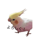 オカメインコチロルのスタンプ（個別スタンプ：10）