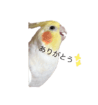 オカメインコチロルのスタンプ（個別スタンプ：11）