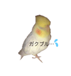 オカメインコチロルのスタンプ（個別スタンプ：12）