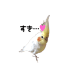 オカメインコチロルのスタンプ（個別スタンプ：16）