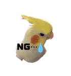 オカメインコチロルのスタンプ（個別スタンプ：17）