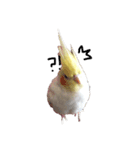 オカメインコチロルのスタンプ（個別スタンプ：18）