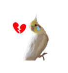 オカメインコチロルのスタンプ（個別スタンプ：19）