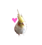 オカメインコチロルのスタンプ（個別スタンプ：20）