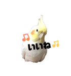 オカメインコチロルのスタンプ（個別スタンプ：21）