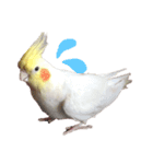 オカメインコチロルのスタンプ（個別スタンプ：22）
