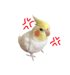 オカメインコチロルのスタンプ（個別スタンプ：23）