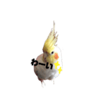 オカメインコチロルのスタンプ（個別スタンプ：24）