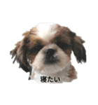 つぶやくシーズー（個別スタンプ：8）