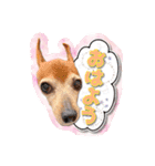 ミニピン チャコ 2（個別スタンプ：2）