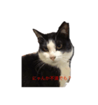 リアルハチワレ猫スタンプ（個別スタンプ：1）
