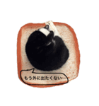 リアルハチワレ猫スタンプ（個別スタンプ：2）
