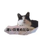 リアルハチワレ猫スタンプ（個別スタンプ：4）