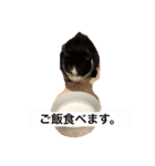 リアルハチワレ猫スタンプ（個別スタンプ：5）