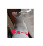 つくしお正月（個別スタンプ：7）